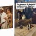 Davido’s Father, Dr Adeleke, and Gov Ademola Adeleke Prostrate Before Their In-laws To Ask For Their Daughter’s Hand In Marriage (Video)