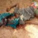 16-Year-Old Girl Brutally R@ped And M8rdered in Yobe (Photos)
