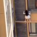 Lady Nearly Plunged To Her Death From 10th Floor Window While Escaping From Lover’s Wife (Video)
