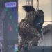 Singer Timaya Falls On Stage While Trying To Lift Plus-Sized Woman During Performance (Video)