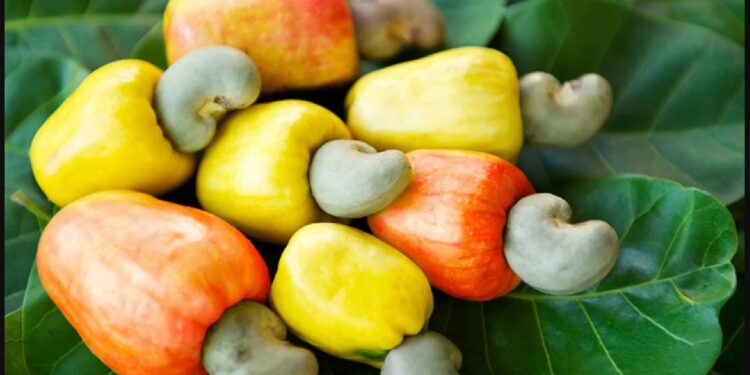 Cashew Crisis in Nigeria: NCAN Rejects Export Ban, Warns of 5 Million Jobs at Risk