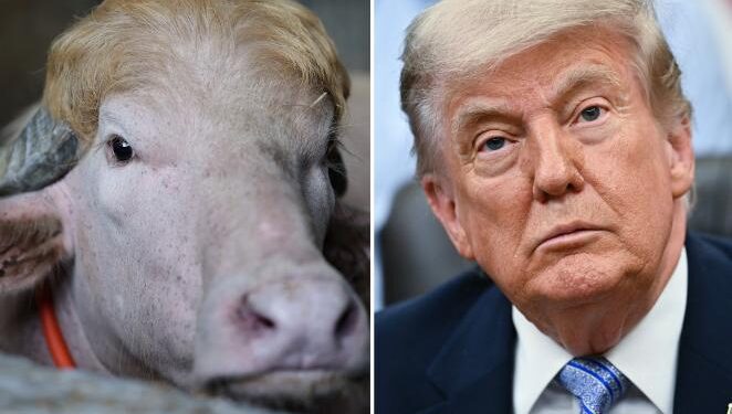 Viral Albino Buffalo Named ‘Donald Trump’ For Its Resemblance To US President Is Spared From Eid Sacrifice In Bangladesh (Photos)