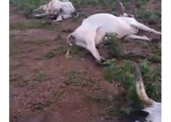 Herder Collapses As 42 Of His Cows Die At Once In FCT Community