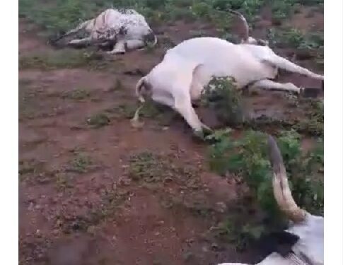 Herder Collapses As 42 Of His Cows Die At Once In FCT Community