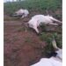 Herder Collapses As 42 Of His Cows Die At Once In FCT Community