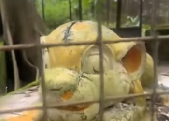 Nigerian Man Left in Shock After Visiting A Zoo, Only To See A Molded Lion In A Cage Instead Of A Live One (Video)