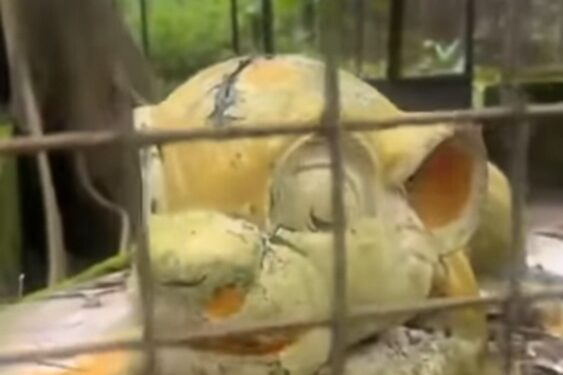 Nigerian Man Left in Shock After Visiting A Zoo, Only To See A Molded Lion In A Cage Instead Of A Live One (Video)