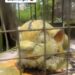 Nigerian Man Left in Shock After Visiting A Zoo, Only To See A Molded Lion In A Cage Instead Of A Live One (Video)