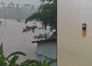 Over 800 Snakes Escape into Street After Snake Farm Flooded in China (Videos)