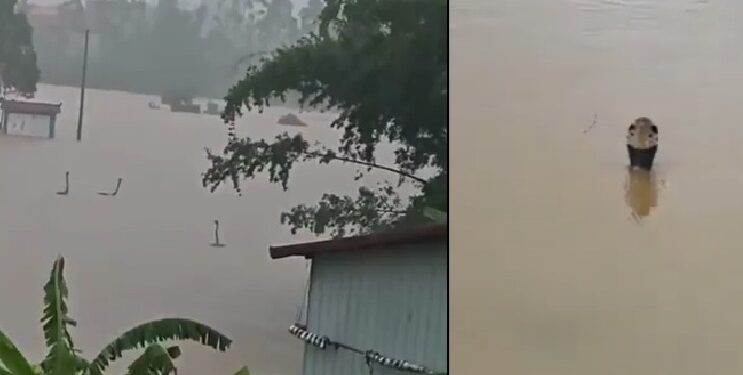 Over 800 Snakes Escape into Street After Snake Farm Flooded in China (Videos)