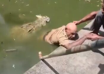 Crocodile Handler Di£s As Crocodile Mauls Him In Wildlife Park (Video)
