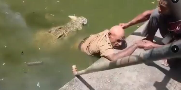 Crocodile Handler Di£s As Crocodile Mauls Him In Wildlife Park (Video)