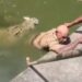 Crocodile Handler Di£s As Crocodile Mauls Him In Wildlife Park (Video)